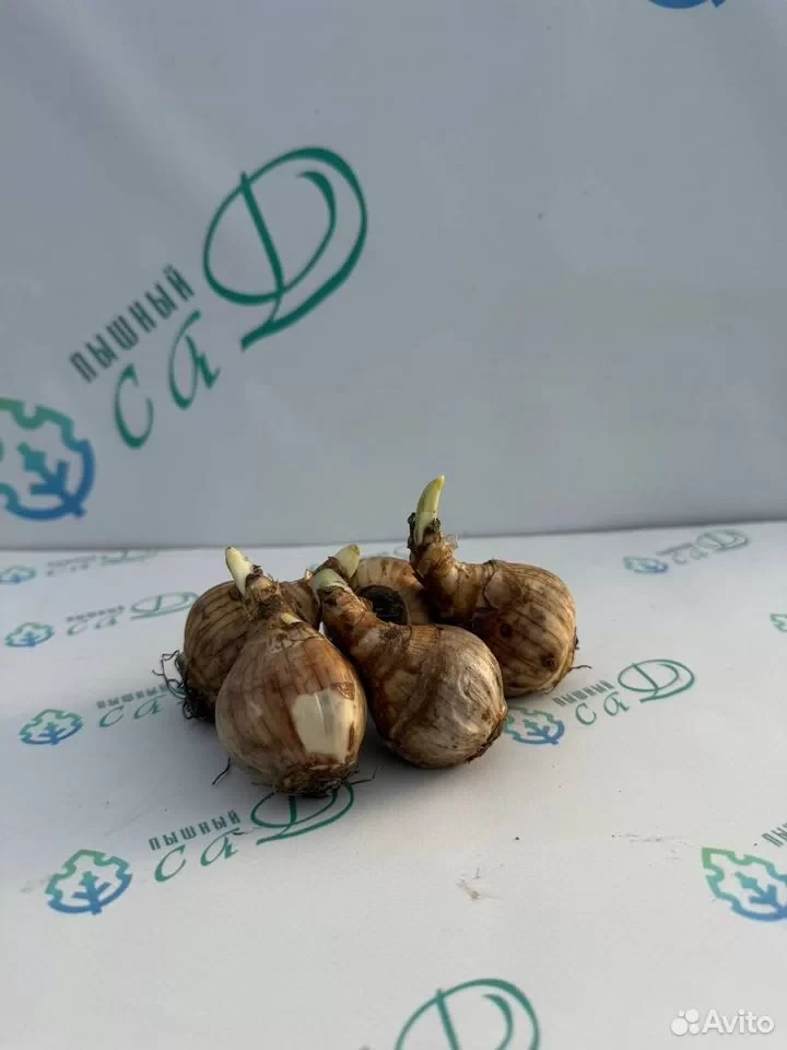 Нарцисс "ПИНК ШАРМ" (5 штук)